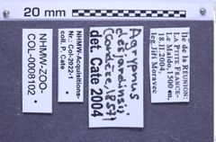 Etiketten zu Agrypnus desjardinsii (NHMW-ZOO-COL-0008102)